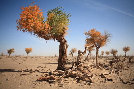 �������ɫ-��������