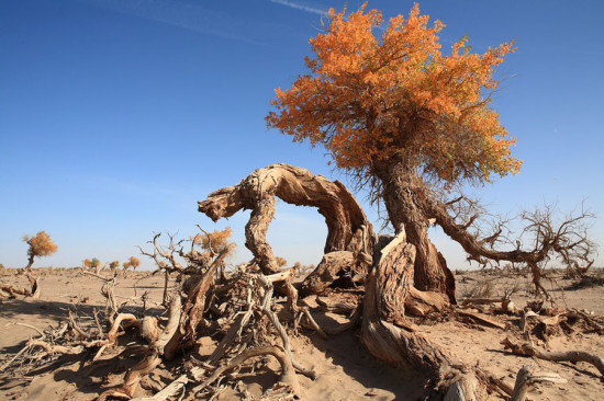 �������ɫ-��������