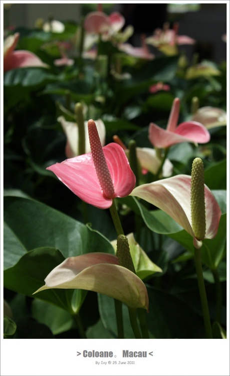 ����СƷ(1)__��˹͡-������Ӱ