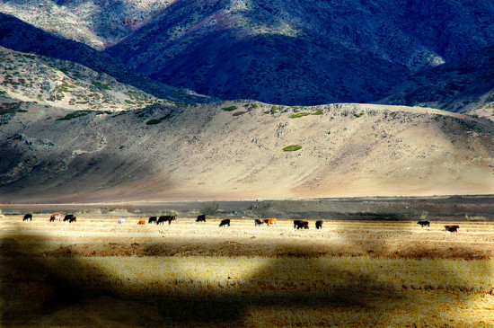 ������ɽ��Ĺ屦-�ɿ��к�-��������