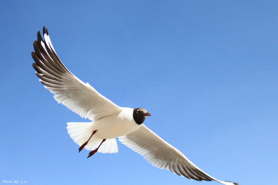 ������غ�����԰-���ϵ���