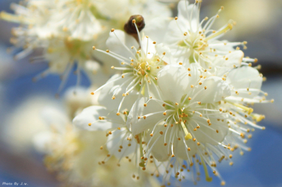 ������غ�����԰-���ϵ���