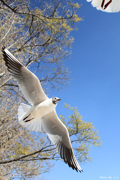 ������غ�����԰-���ϵ���