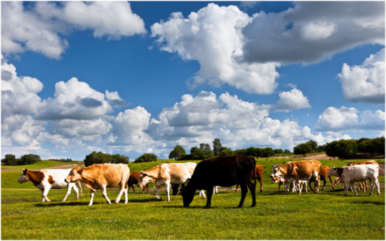 ���հ��ϡ��������������Ͽ��-��������