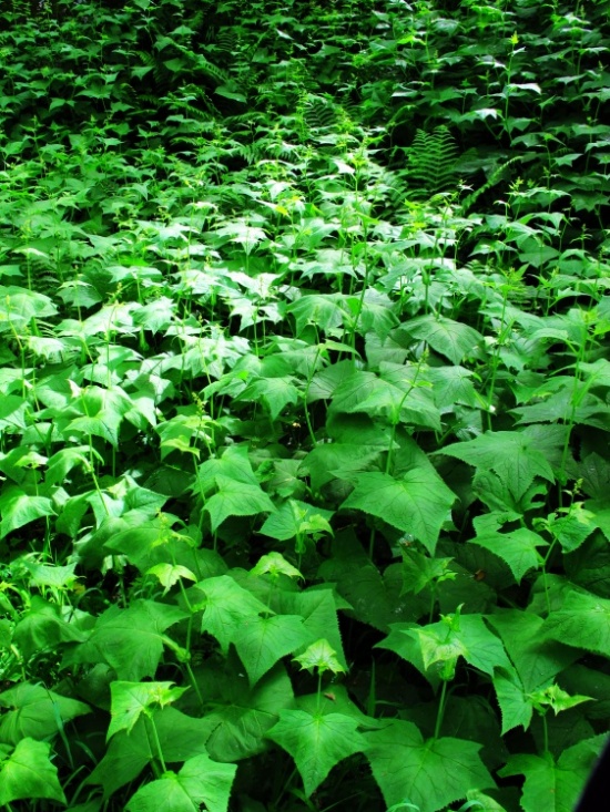 ����ɽ��;1���������죬��ʰ��Ұ-��Ȼ�羰