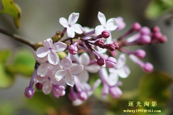 ɽ������02-ֲ�ﻨ��