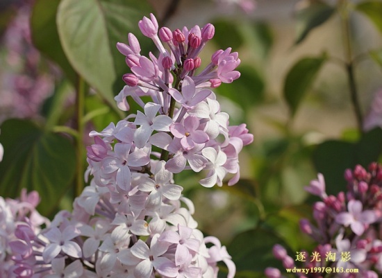 ɽ������02-ֲ�ﻨ��