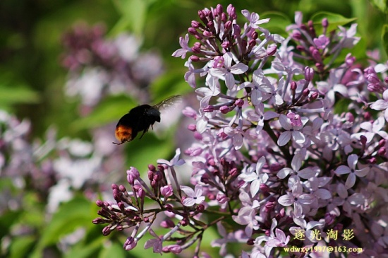 ɽ������02-ֲ�ﻨ��