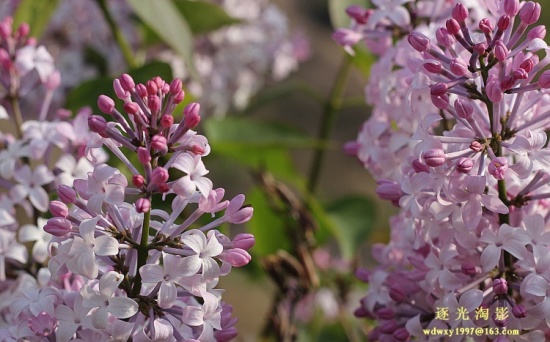 ɽ������02-ֲ�ﻨ��