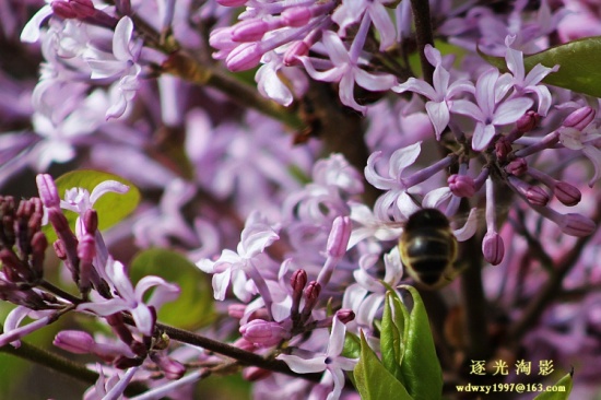 ɽ������02-ֲ�ﻨ��