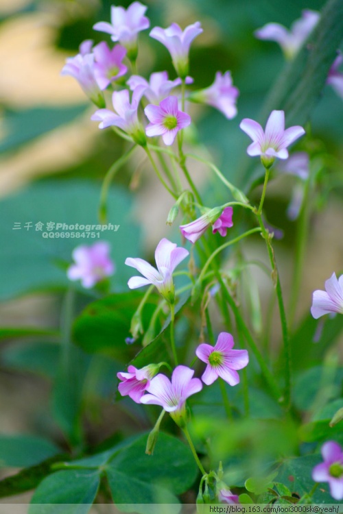 ��˳�������ضǴ�̩�-��Ȼ�羰