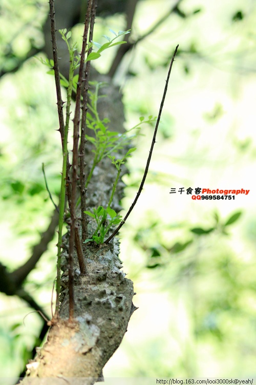 ��˳�������ضǴ�̩�-��Ȼ�羰