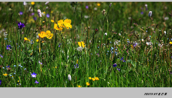 �����½�֮�ʻ�ʢ���Ŀ�����-��������