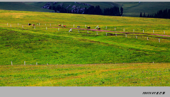 �����½�֮�ʻ�ʢ���Ŀ�����-��������