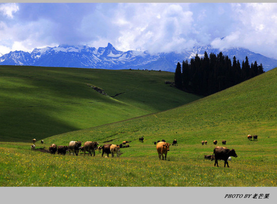 �����½�֮�ʻ�ʢ���Ŀ�����-��������