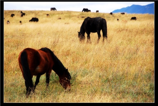 ������ԭ-��������