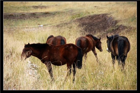 ������ԭ-��������