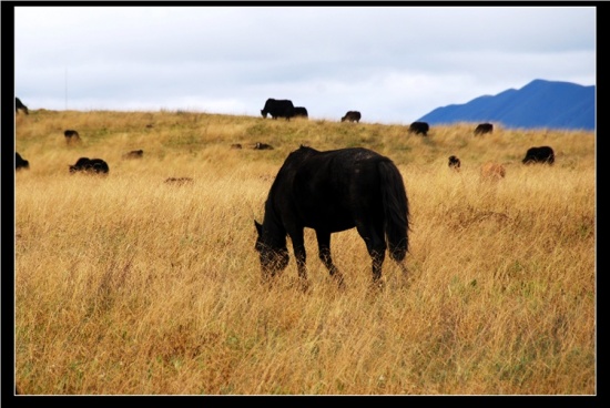 ������ԭ-��������