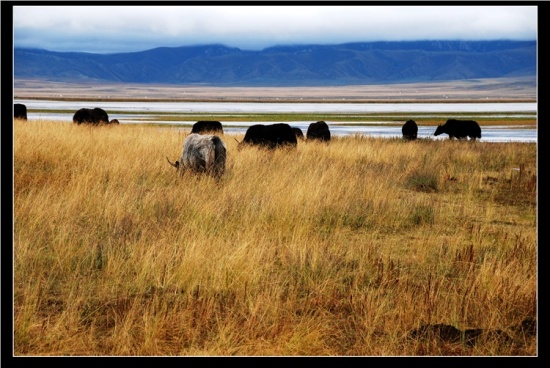 ������ԭ-��������