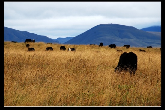 ������ԭ-��������