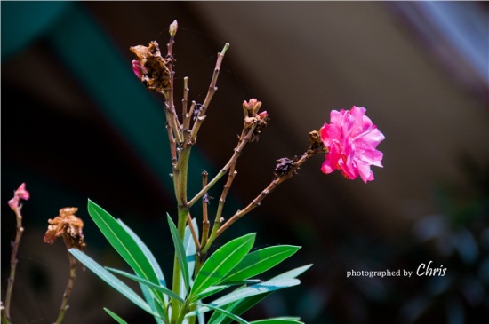 ����<span class=lxw>[ע: ���ţ������ص����Ǹ���ʡ��Ͻ��һ����ʡ�����У�λ�ڸ������ϲ������ϵ��������ý�Ϊ���������ʵ�ж��⿪�ŵľ�������֮һ����2010��7��1���𣬾�����������ȫ�У��������11����]</span>���ֿ���-������Ӱ