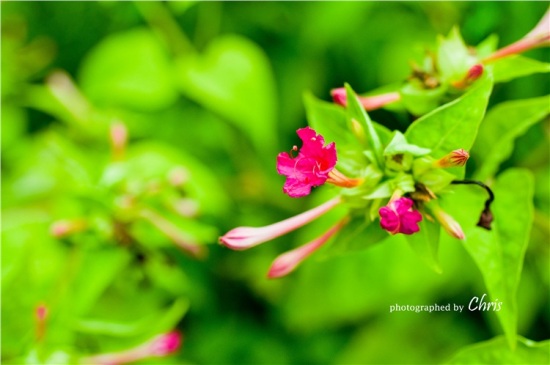 �������ֿ���-������Ӱ