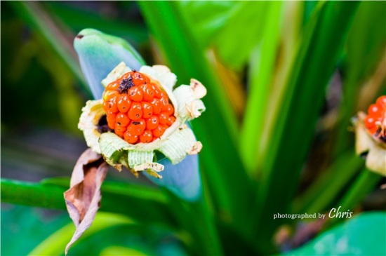 �������ֿ���-������Ӱ