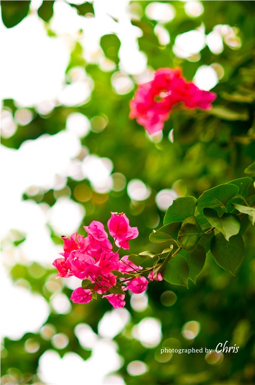 �������ֿ���-������Ӱ