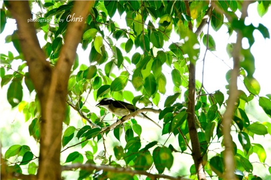 �������ֿ���-������Ӱ