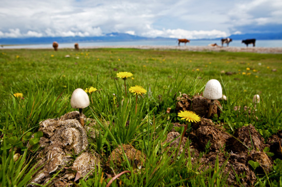 ����ľ֮��-��������