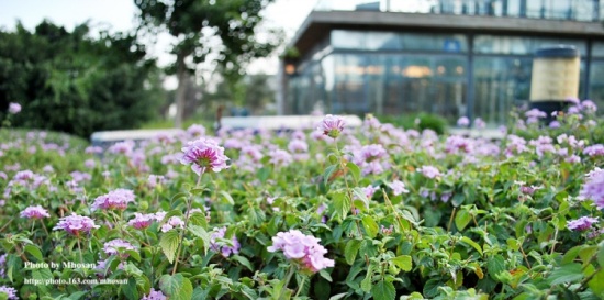 ����ɽץ��-��Ȼ�羰