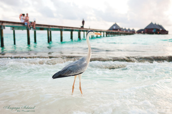 Angaga Island-��Ȼ�羰