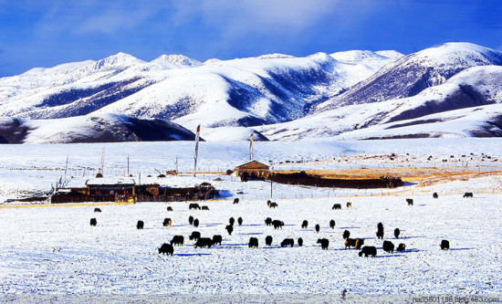 ѩ������-���ϵ���