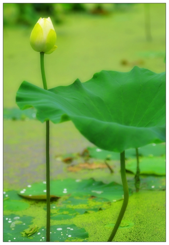 �ɶ�-������ɫ-ֲ�ﻨ��