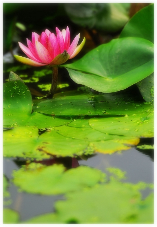 �ɶ�-������ɫ-ֲ�ﻨ��