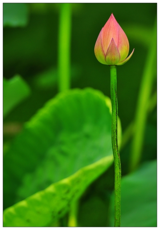 �ɶ�-������ɫ-ֲ�ﻨ��