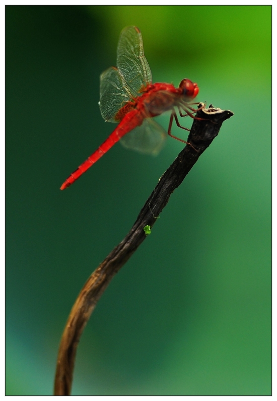 �ɶ�-������ɫ-ֲ�ﻨ��