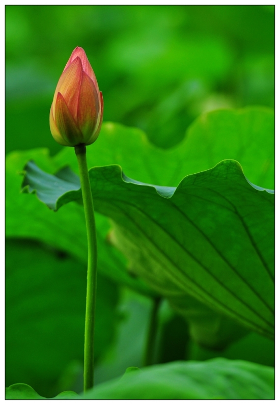 �ɶ�-������ɫ-ֲ�ﻨ��