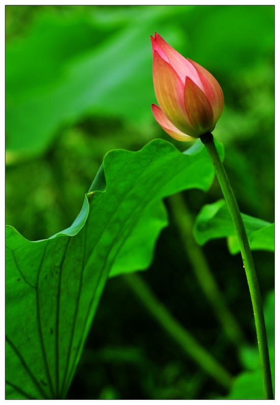 �ɶ�-������ɫ-ֲ�ﻨ��