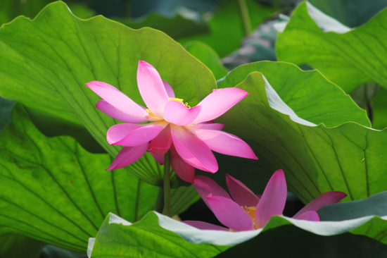 ���޺Ӻɻ�-ֲ�ﻨ��