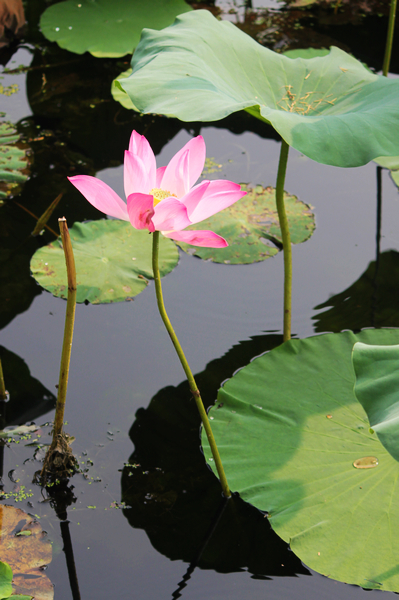 ���޺Ӻɻ�-ֲ�ﻨ��