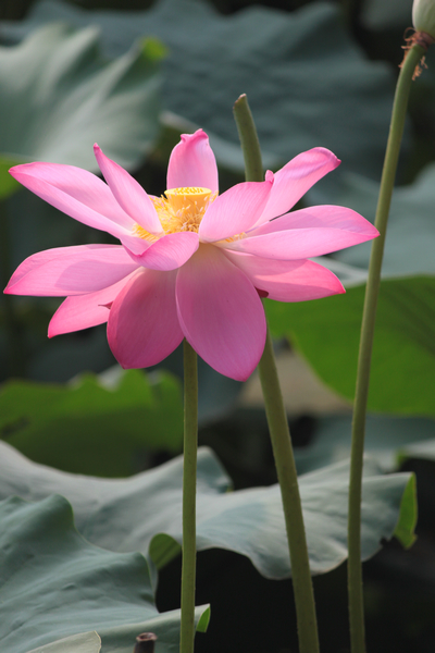 ���޺Ӻɻ�-ֲ�ﻨ��