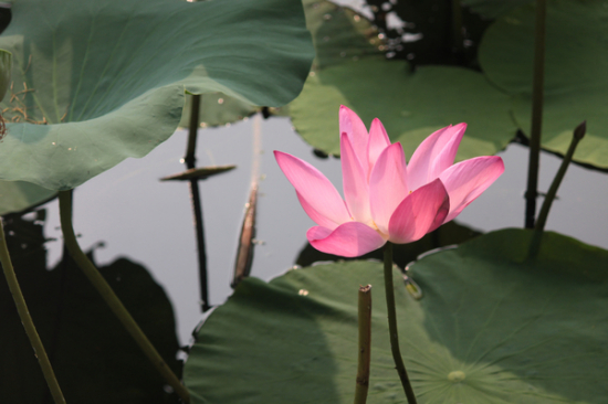 ���޺Ӻɻ�-ֲ�ﻨ��