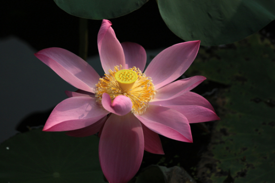 ���޺Ӻɻ�-ֲ�ﻨ��