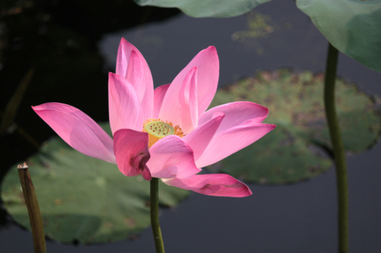 ���޺Ӻɻ�-ֲ�ﻨ��