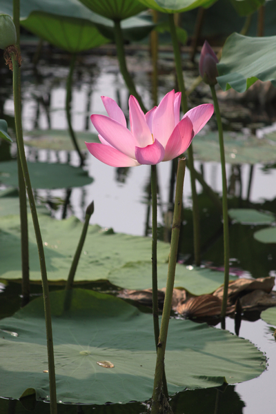 ���޺Ӻɻ�-ֲ�ﻨ��