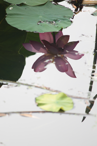 ���޺Ӻɻ�-ֲ�ﻨ��