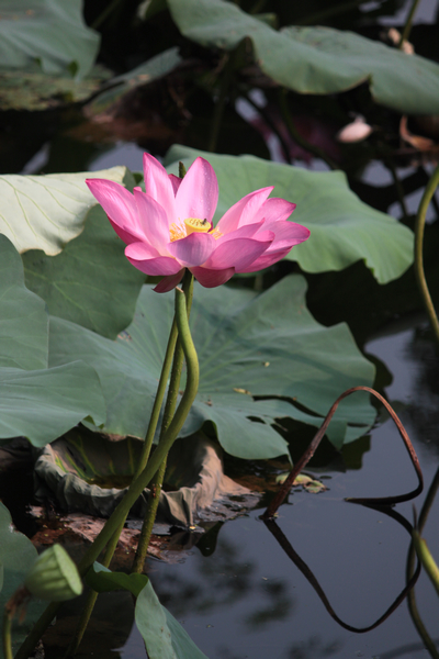 ���޺Ӻɻ�-ֲ�ﻨ��