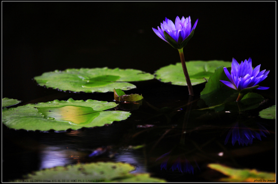 ����������<span class=lxw>[ע: ������Ҳ��λ�ڱ����л������������ڵ�һ�������� ������λ�ڱ����з�̨���㰲���⣬���ڱ�����վ�Ϲ㳡�� ������ԭΪ���ж�����ĺ�����ʪ�أ�]</span>---�ɻ�-ֲ�ﻨ��