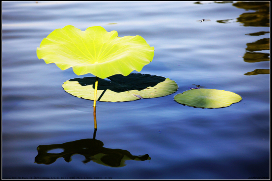 ����������---�ɻ�-ֲ�ﻨ��